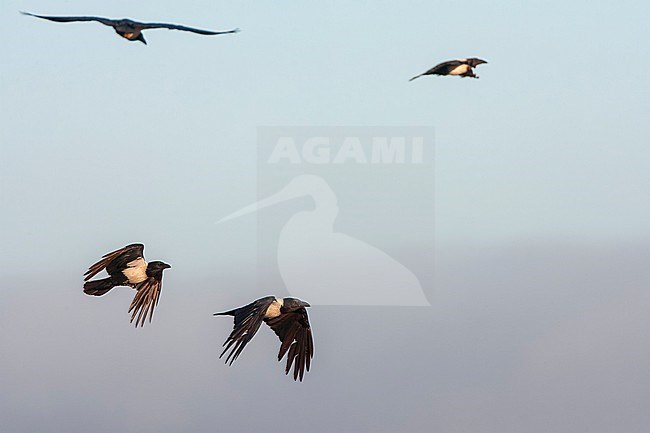 Pied Crow, Corvus albus, in flight in South Africa. Four birds in flight. stock-image by Agami/Marc Guyt,