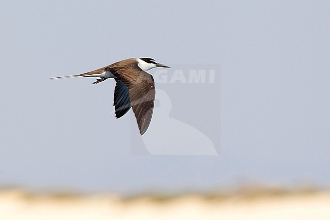 Volwassen Brilstern in vlucht, Adult Bridled Tern in flight stock-image by Agami/David Monticelli,
