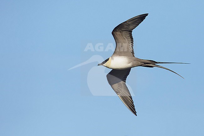 Adult Long-tailed Skua (Stercorarius longicaudus) in breeding plumage flying over Seward Peninsula, Alaska, USA. stock-image by Agami/Brian E Small,