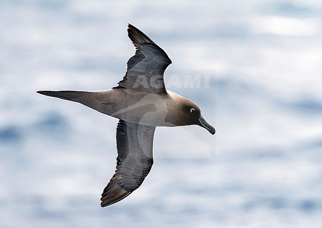 Light-mantled Albatross (Phoebetria palpebrata) flying over the Pacific Ocean between the Aucklands islands and Antipodes islands, New Zealand. Seen from the side, showing under wings. stock-image by Agami/Marc Guyt,