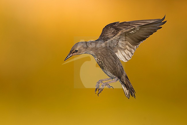 Juvenile Common Starling, Sturnus vulgaris, in Italy. stock-image by Agami/Daniele Occhiato,