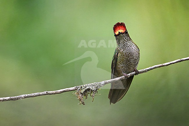 Male Green-backed Firecrown (Sephanoides sephaniodes) perched on a branch. stock-image by Agami/Joshua Bergmark,