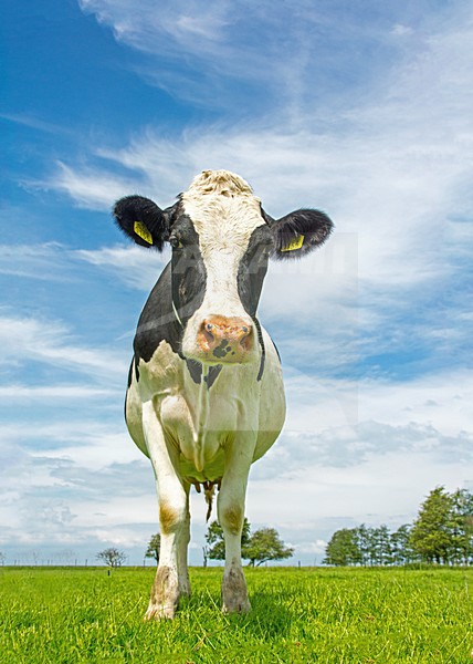 Koe; domestic cow stock-image by Agami/Hans Germeraad,