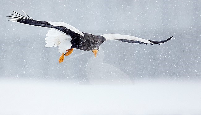 Volwassen Stellers zeearend in vlucht, Adult Stellers Sea-eagle in flight stock-image by Agami/Markus Varesvuo,