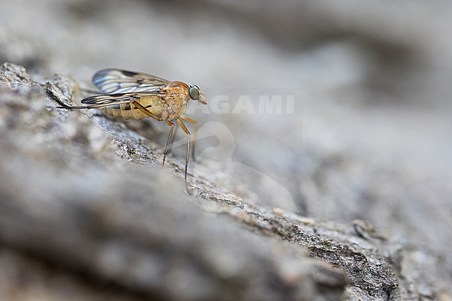 Rhagio strigosus, Germany (Baden-Württemberg), imago, female stock-image by Agami/Ralph Martin,