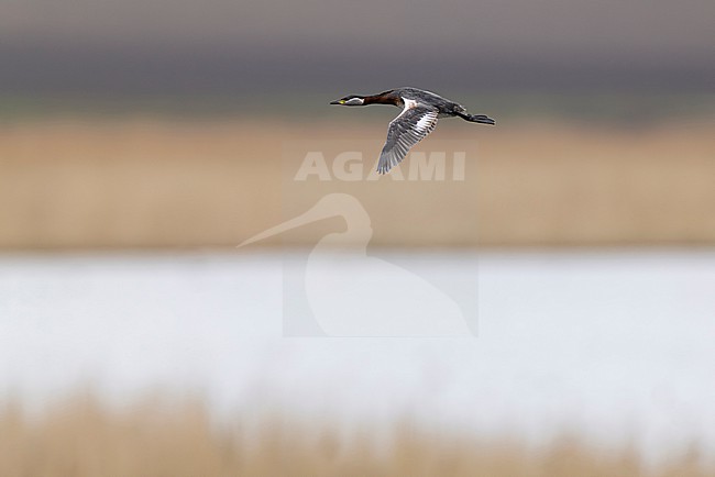 Adult red-necked grebe (Podiceps grisegena) in flight above the breeding place stock-image by Agami/Mathias Putze,