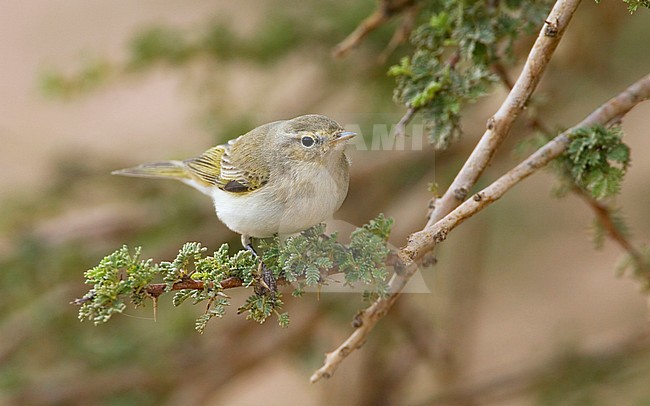 Eastern Bonelli's Warbler (Phylloscopus orientalis) during spring migration in Eilat stock-image by Agami/Daniele Occhiato,