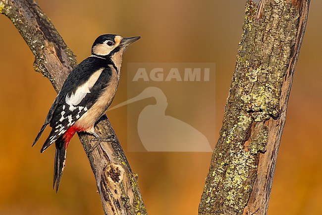 Great Spotted Woodpecker (Dendrocopos major) stock-image by Agami/Daniele Occhiato,