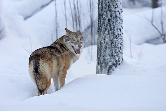 Wolf, Grey Wolf, Canis lupus, mammal, zoogdier, Europe, Europa, predator, roofdier, winter, snow, sneeuw stock-image by Agami/Jari Peltomäki,