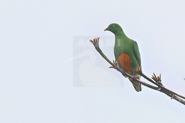 Orange-bellied Fruit-Dove (Ptilinopus iozonus) Perched on a branch in Papua New Guinea stock-image by Agami/Dubi Shapiro,
