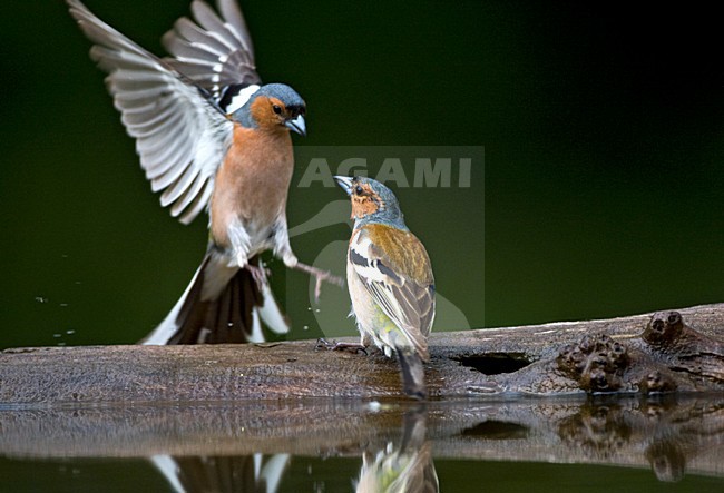 Mannetje Vink bij drinkplaats; Male Common Chaffinch at drinking site stock-image by Agami/Marc Guyt,