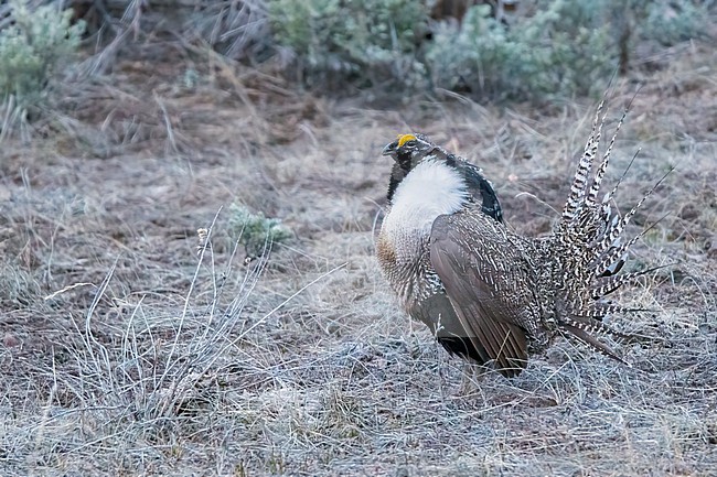 Adult male Gunnison Grouse, Centrocercus minimus
Gunnison Co., Colorado, USA. stock-image by Agami/Brian E Small,