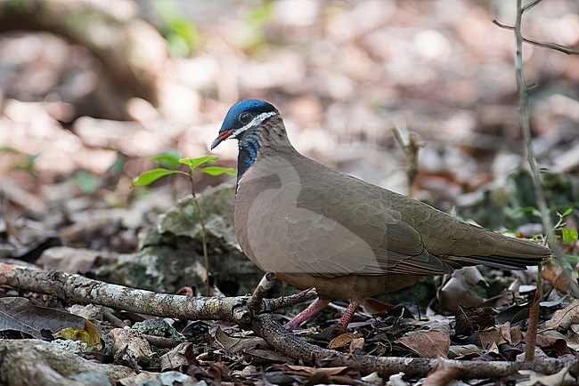 A Cuban endemic Blue-headed Quail Dove is seen foraging on the forest floor. stock-image by Agami/Jacob Garvelink,