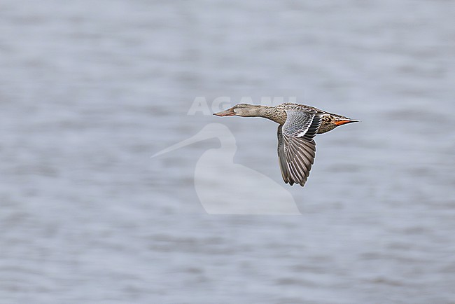 first calendar year, juvenile or immature female Northern Shoveler (Spatula clypeata) in flight above water, found at Fehmarn at the Baltic Sea in Germany stock-image by Agami/Mathias Putze,