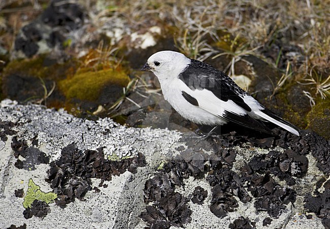 Sneeuwgors mannetje zittend op rots; Snow Bunting male perched on rock stock-image by Agami/Markus Varesvuo,