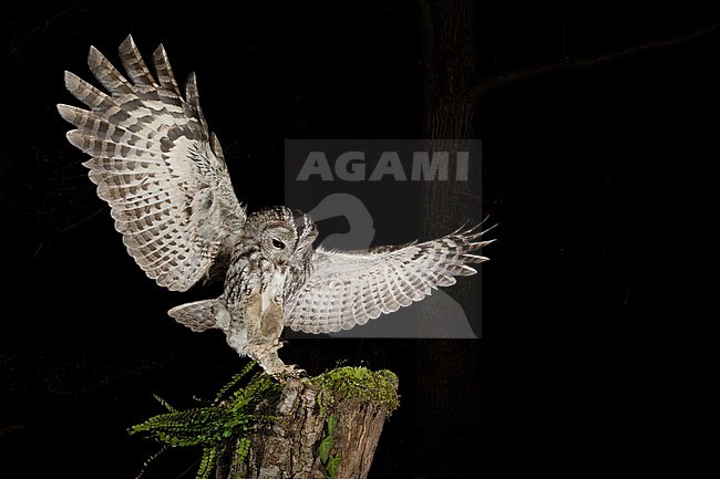 Tawny Owl (Strix aluco) in the Aosta valley in northern Italy. Landing on a old tree stump in a dark wood with trees in the background. stock-image by Agami/Alain Ghignone,