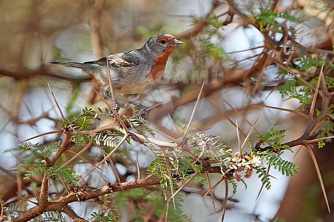 Tamarugo Conebill (Conirostrum tamarugense) in Chile. stock-image by Agami/Dani Lopez-Velasco,