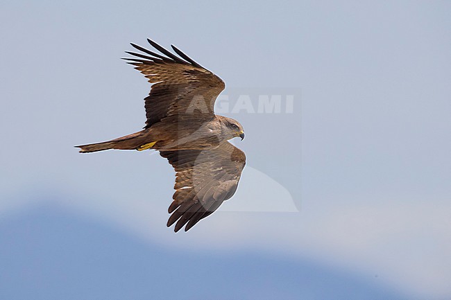 Zwarte Wouw in vlucht; Black Kite in flight stock-image by Agami/Daniele Occhiato,