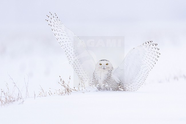 Snowy Owl (Bubo scandiacus) in snow covered landscape in Ontario Canada. stock-image by Agami/Marcel Burkhardt,