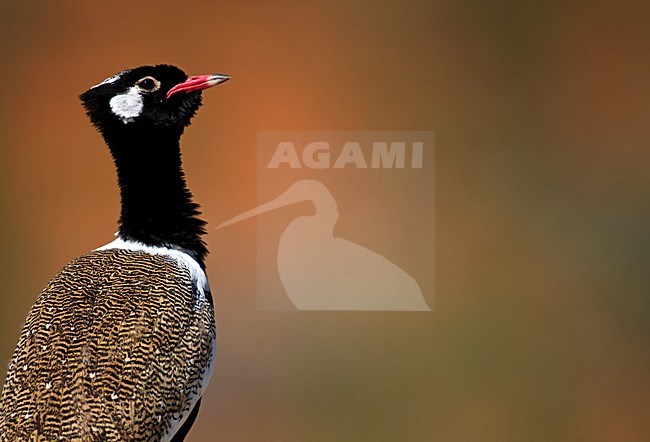 Botswanatrap, White-quilled Bustard stock-image by Agami/Marten van Dijl,