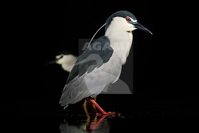 Kwakkend staand in water; Black-crowned Night Herons standing in water stock-image by Agami/Marc Guyt,