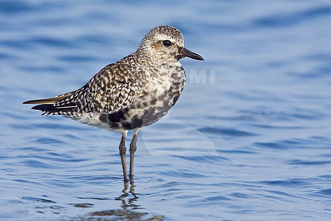 Zilverplevier; Grey Plover stock-image by Agami/Glenn Bartley,