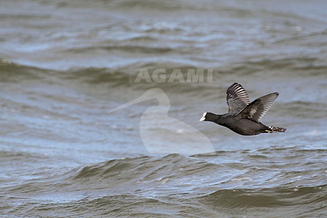 Meerkoet in vlucht, Eurasian Coot in flight stock-image by Agami/Karel Mauer,