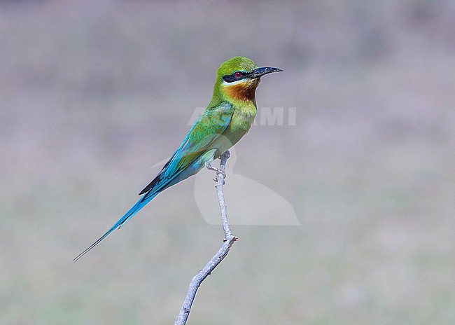 Blue-tailed Bee-eater (Merops philippinus) perched on a branch. stock-image by Agami/Lennart Verheuvel,