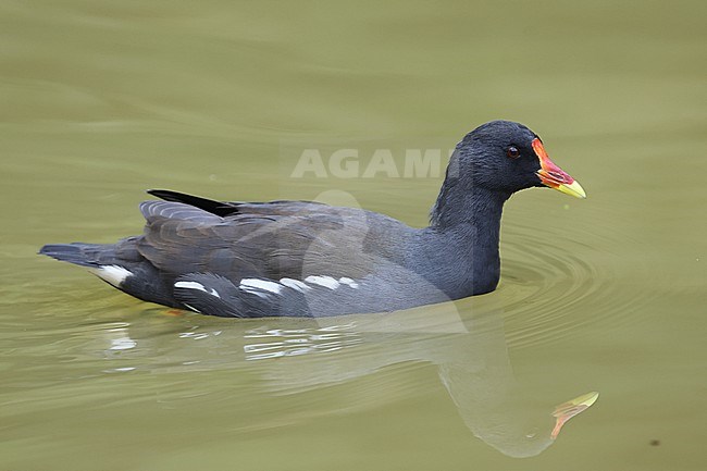 Adult swimming Common Moorhen (Gallinula chloropus) with a nice reflection in the water stock-image by Agami/Mathias Putze,