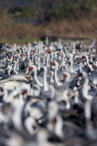 Huge flock of wintering White-naped Cranes (Antigone vipio) on the island Kyushu in Japan. Standing on the ground, waiting to be fed. stock-image by Agami/Marc Guyt,