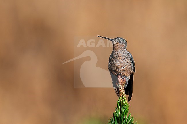 A Giant Hummingbird (Patagona gigas) sits on top of a pine tree just outside of Lima, Peru. This is the biggest hummingbird with a wingspan of 21cm and a lenght of 23cm. stock-image by Agami/Jacob Garvelink,