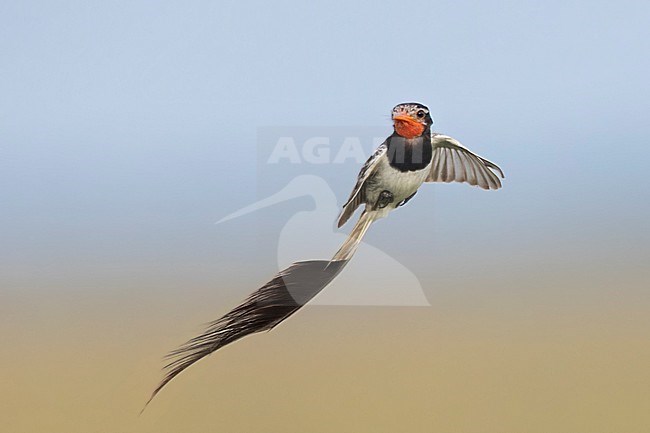 Male Strange-tailed Tyrant (Alectrurus risora) in display flight in natural grassland at Ibera marshes in Argentina. stock-image by Agami/Dubi Shapiro,