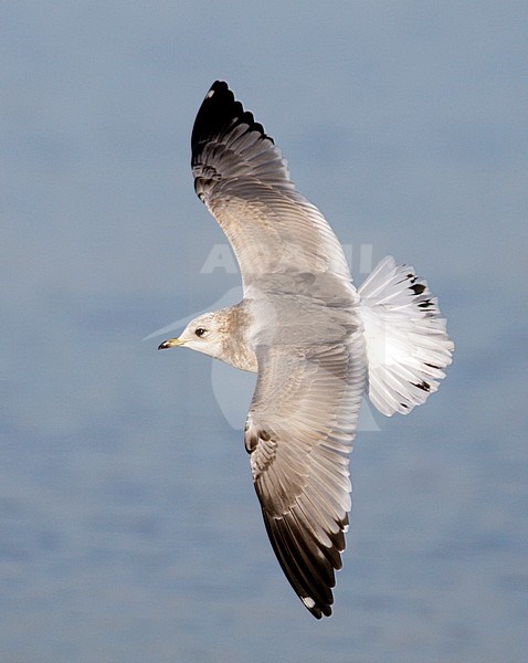 Onvolwassen Amerikaanse Stormmeeuw; Immature Short-billed Gull stock-image by Agami/Mike Danzenbaker,