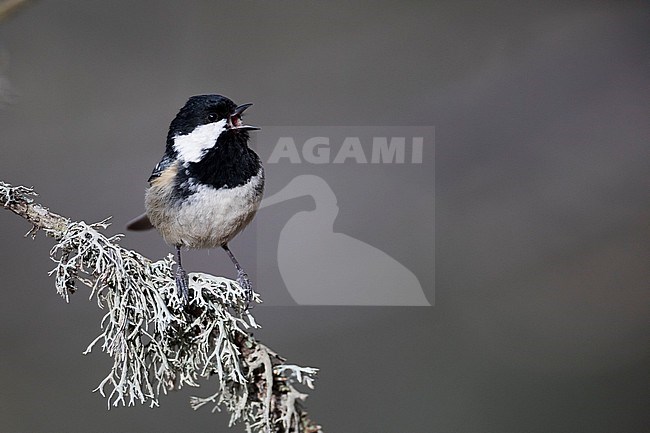 Coal Tit (Parus ater ssp. ater), Germany (Baden-Württemberg) stock-image by Agami/Ralph Martin,