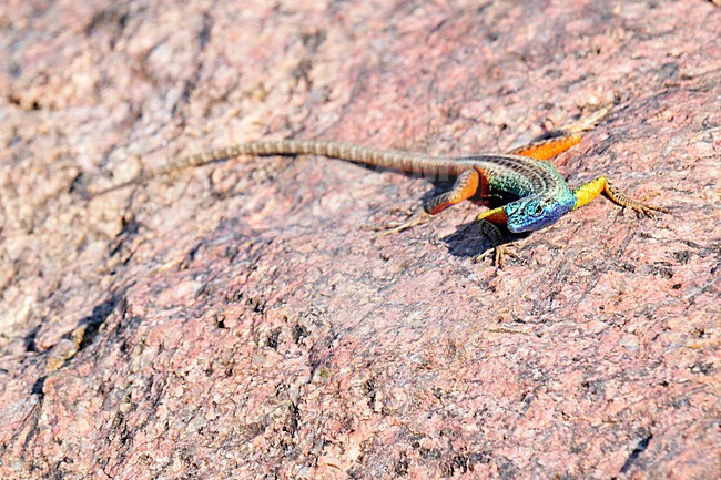 Broadleys Rotshagedis, Broadley's flat lizard, Platysaurus broadleyi stock-image by Agami/Hans Germeraad,