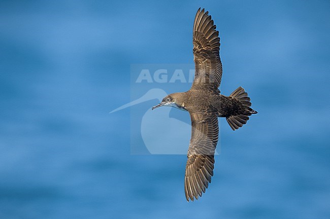 Yelkouan Shearwater, Puffinus yelkouan, in flight off the coast of Italy. stock-image by Agami/Daniele Occhiato,