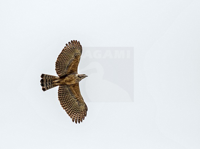 Philippine Hawk-Eagle (Nisaetus philippensis) in the Philippines. stock-image by Agami/Pete Morris,