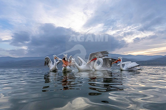 Dalmatian Pelican (Pelecanus crispus) feeding on fish on lake Kerkini in Greece. stock-image by Agami/Marcel Burkhardt,