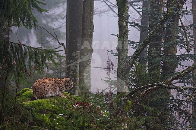 A European lynx, Lynx lynx, crouching mossy boulder in a foggy forest. Bayerischer Wald National Park, Bavaria, Germany. stock-image by Agami/Sergio Pitamitz,
