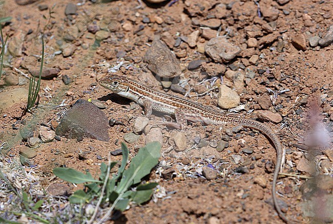 Bosc's fringe-toed lizard  Acanthodactylus boskianus 21/03/2022 taken in Tagueroumt - Morocco stock-image by Agami/Aurélien Audevard,