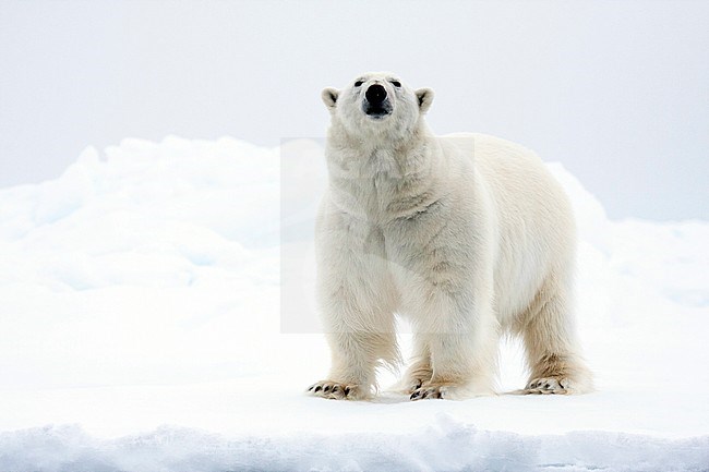 Polar bear (Ursus maritimus) standing in snow, sniffing the air. stock-image by Agami/Caroline Piek,