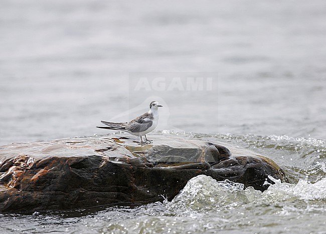 Juvenile Black Tern (Chlidonias niger) standing on a rock in Dutch river. stock-image by Agami/Ran Schols,