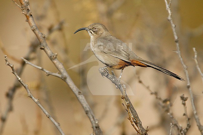 Adult
Socorro Co., NM
December 2008 stock-image by Agami/Brian E Small,