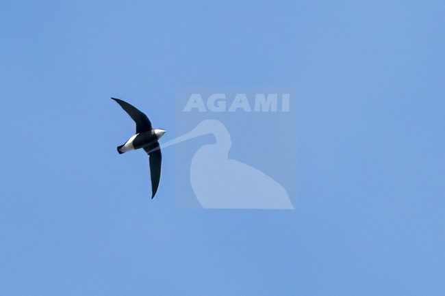 White-throated Needletail (Hirundapus caudacutus) in flight in the Philippines stock-image by Agami/Dubi Shapiro,