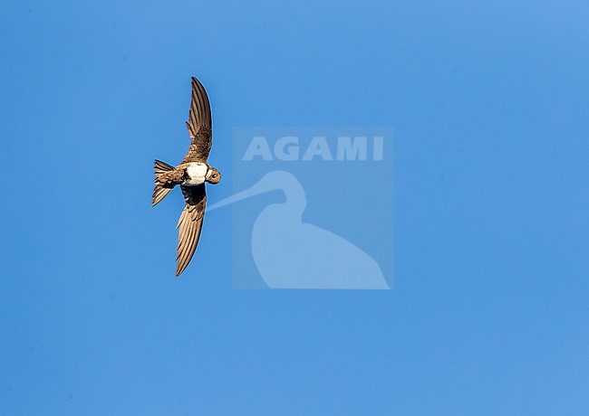 Alpine Swift (Apus melba) in flight in Spain. Preening in mid air. stock-image by Agami/Marc Guyt,