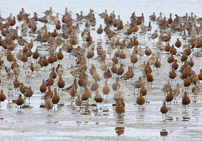 Rosse Grutto groep rustend op hoogwatervluchtplaats; Bar-tailed Godwit group resting stock-image by Agami/Arie Ouwerkerk,