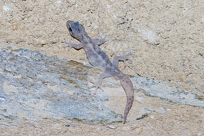 European Leaf-toed Gecko (Euleptes europaea) taken the 02/06/2022 at Port-Cros - France. stock-image by Agami/Nicolas Bastide,