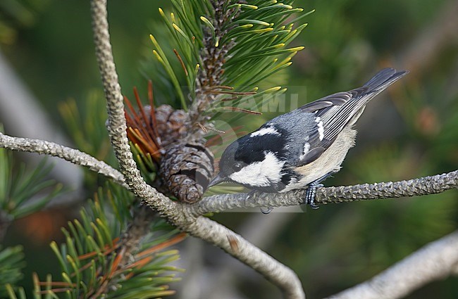 Coal Tit, Periparus ater, at Tisvilde, Denmark. Eating from a pine cone. stock-image by Agami/Helge Sorensen,