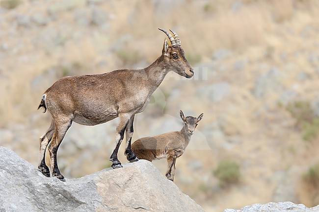 Female with young Western Spanish Ibex stock-image by Agami/Wil Leurs,
