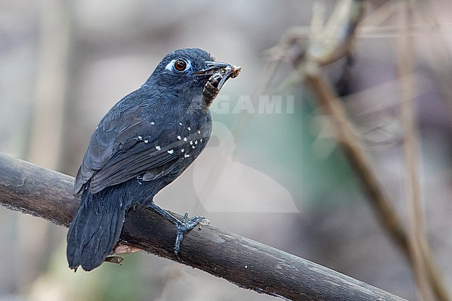 A male Plumbeous Antbird (Myrmelastes hyperythrus) at Puerto Nariño, Amazonas, Colombia. stock-image by Agami/Tom Friedel,